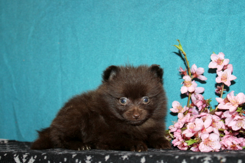 puppy, for, sale, Pomeranian , Matthew B. Stoltzfus, dog, breeder, Gap, PA, dog-breeder, puppy-for-sale, forsale, nearby, find, puppyfind, locator, puppylocator, aca